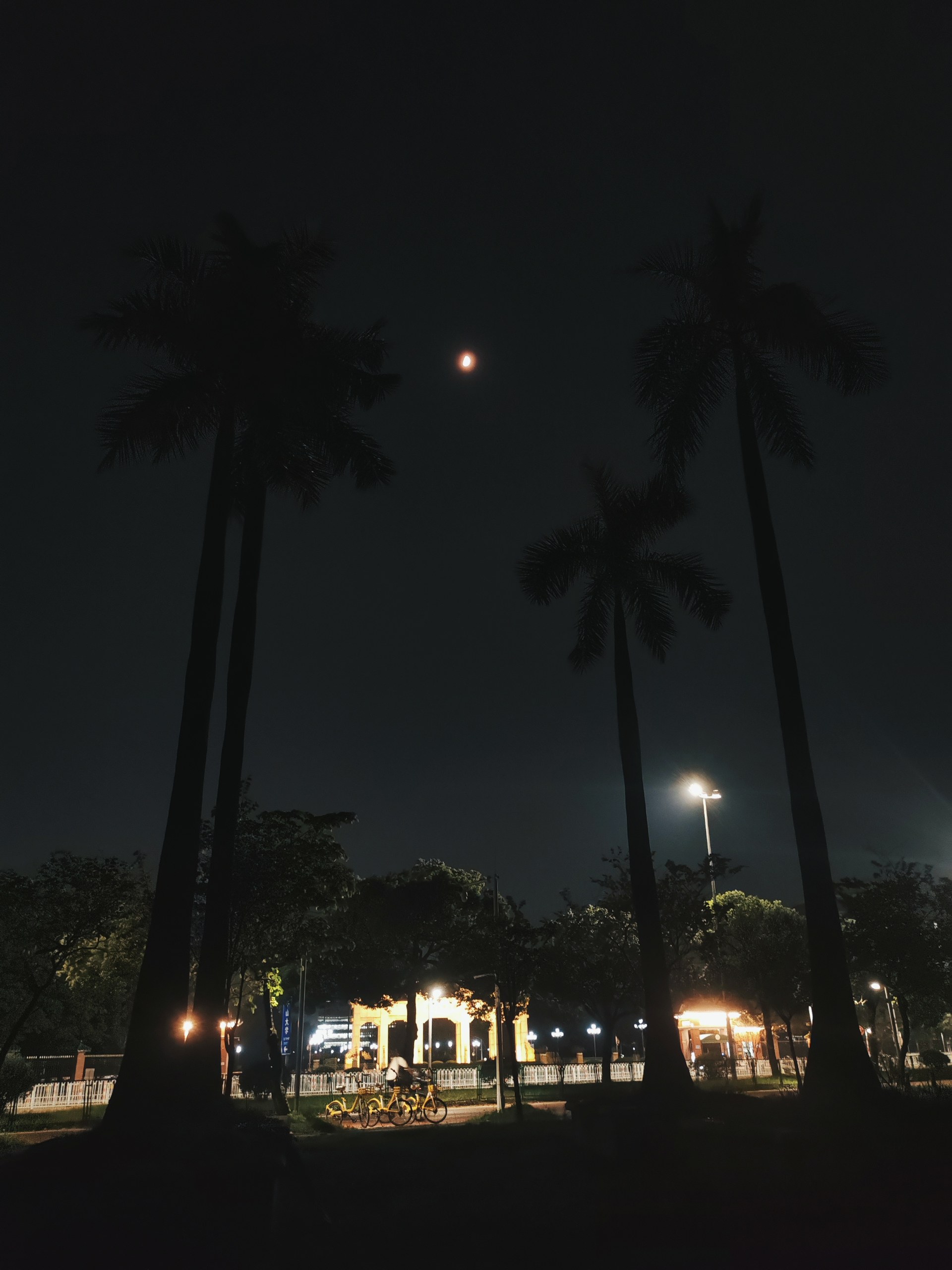 夜晚的棕榈树、月亮和地面灯光